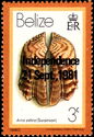 Turkey Wing Ark Clam (Arca zebra) - Overprinted