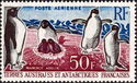 Adelie Penguin (Pygoscelis adeliae)
