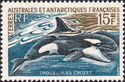 Killer Whale (Orcinus orca)