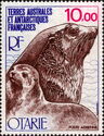 Kerguelen Fur Seal (Arctocephalus gazella)
