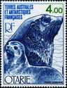 Kerguelen Fur Seal (Arctocephalus gazella)