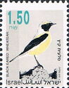Eastern Black-eared Wheatear (Oenanthe melanoleuca)