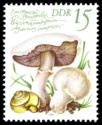 Agaricus campestris