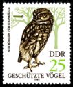 Little Owl (Athene noctua)