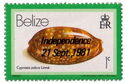 Measled Cowrie (Cypraea zebra) - Overprinted