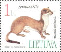 Stoat (Mustela erminea)