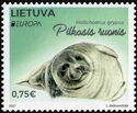Grey Seal (Halichoerus grypus)