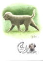 343. Lagotto Romagnolo