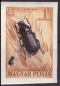 Corn Ground Beetle (Zabrus tenebrioides)