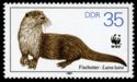 Eurasian Otter (Lutra lutra)
