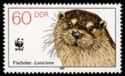Eurasian Otter (Lutra lutra)