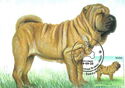 Shar Pei