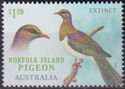 Norfolk Island Pigeon (Hemiphaga novaeseelandiae spadicea)
