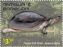 Florida Soft Shell (Apalone ferox)