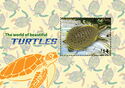 The World of Beautiful Turtles