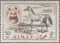 Sheik Rashid and Arabian Horse (Equus ferus caballus)