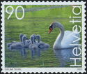 Mute Swan (Cygnus olor)
