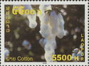 Cotton Plant