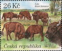 European Bison (Bison bonasus)