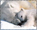 Polar Bears
