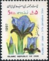 Iris paradoxa