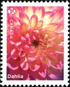 Dahlias