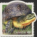 Blanding's Turtle (Emydoidea blandingii)