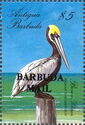 Brown Pelican (Pelecanus occidentalis) - Overprinted