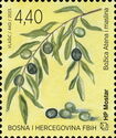 Olive Tree (Olea europaea)