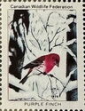 Purple Finch
