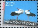 White Stork (Ciconia ciconia) and Polish Government Internet
