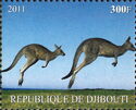 Kangaroos