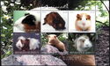 Animals - Guinea Pigs