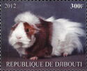 Guinea pig