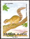 Gambian Sun Squirrel (Heliosciurus gambianus)