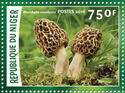 Morchella esculenta