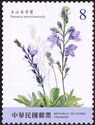 Veronica morrisonicola