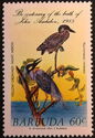 Yellow-crowned Night Heron (Nyctanassa violacea)