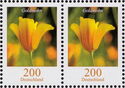 California Poppy (Eschscholzia californica)