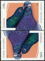 Pigeon (Columba livia)