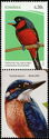 Black-and-Red Broadbill (Cymbirhynchus macrorhynchos)