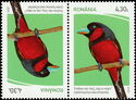 Black-and-Red Broadbill (Cymbirhynchus macrorhynchos)