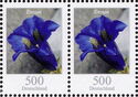 Stemless Gentian (Gentiana acaulis)