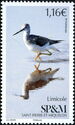 Greater Yellowlegs (Tringa melanoleuca)
