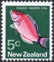 Scarlet Parrot Fish (Pseudolabrus miles)