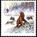 Brown Bear (Ursus arctos)