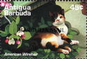 American Wirehair - Overprinted
