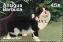 American Curl - Overprinted