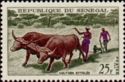 Plowing with Oxen