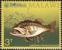 Largemouth Black Bass (Micropterus salmoides)